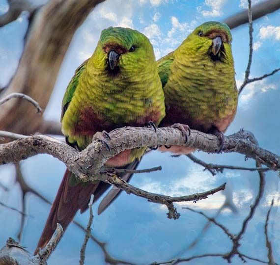 Loros Tricahue